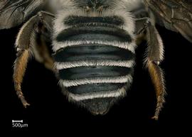   Megachile addendanbsp; female abdomen, photo: Colleen Meidt 
